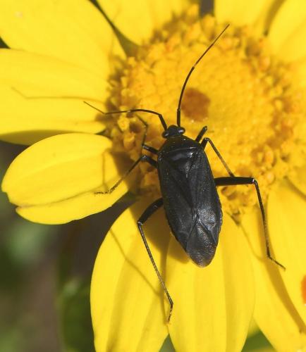 Réf. 229 963 : Calocoris nemoralis